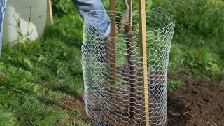 Planting a Magnolia tree