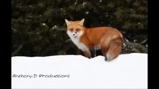 WINTER FOX HUNTING IN CANADA, Close up-Slow Mo