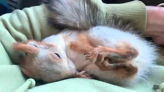 Чип играл и уснул 🤣#fun #youtubeshorts #squirrel #happy #cute #youtube #fun