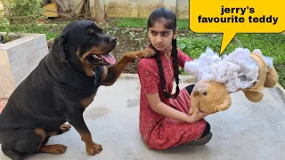 Anshu destroyed Jerry's favourite Teddy | cute dog video.