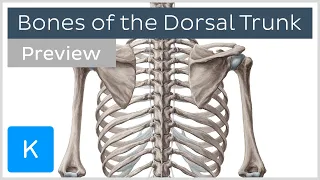 Bones of the Dorsal Trunk (preview) - Human Anatomy | Kenhub