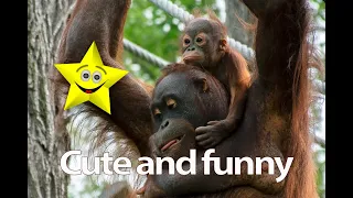 Cute and funny animals.Sweet orangutans.