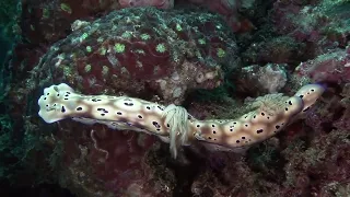 How Sea Slugs Reproduce