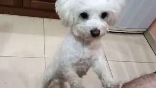 Begging for food - Moments from the life of a cute Maltese dog