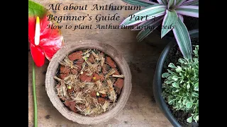 Who said it is difficult to get plants through Anthurium Seeds. Anthurium Beginner's guide - part 3