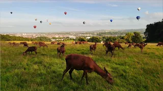 2023 Bristol International Balloon Fiesta