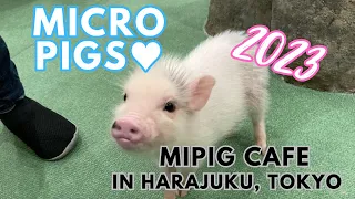 Cute Micro Pigs at Mipig Cafe in Harajuku, Tokyo (2023)