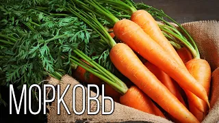 Carrot: Queen of Vegetables | Interesting facts about carrots