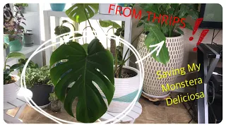 SAVING MY MONSTERA DELICIOSA FROM THRIPS!