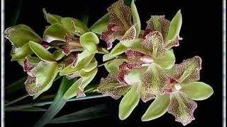 Поздравления С Днем Рождения В подарок цветы орхидеи