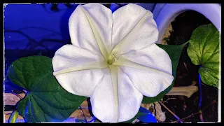 Moon flower blooming with time lapse | Pots and treats