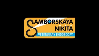 🐶 Диагностическая гастроскопия собаке - Самборская Никита. Diagnostic gastroscopy for a dog, biopsy.