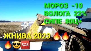 💥ПОГНАЛИ молотити КУКУРУДЗУ‼️Погода НАША🔥💦💥