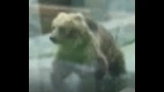 Bear going Wild | Kyiv Zoo, Ukraine