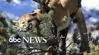 Mother Fights Off Mountain Lion Attacking Her Son