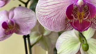 Відео знайомство. Огляд орхідей.