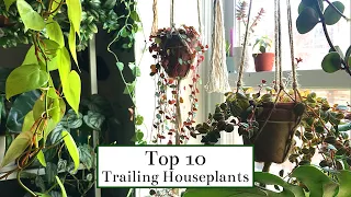 Top 10 Trailing Houseplants