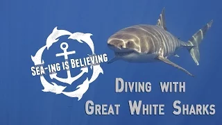 Diving with Great White Sharks with Peter Lamberti