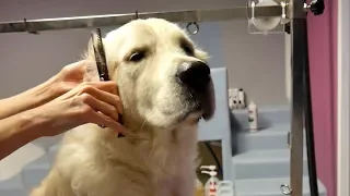Grooming Guide - How to Groom a Golden Retriever #45