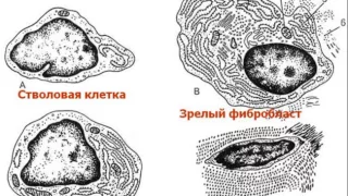 Собственно соединительные ткани. Видео лекция С.М.Зиматкина (6)