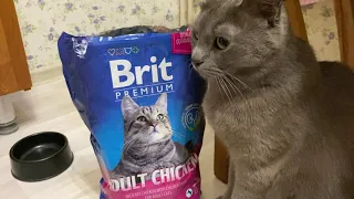 Пробуем сухой корм для кошек Brit Premium