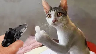 Versuche nicht zu lachen 😂 Neue lustige Katzen und Hundevideos 😹🐶 Teil 8