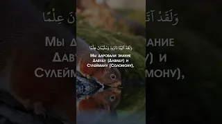 Чтец: Анас Аль-Шафей❤Сура: Ан-Намль (Муравьи)❤Красивое чтение Корана