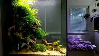 Tall planted community tank (feat. freshwater moray)