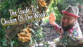 How To Find, Identify & Eat Chicken Of The Woods 🍄