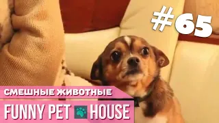 СМЕШНЫЕ ЖИВОТНЫЕ И ПИТОМЦЫ #65 ИЮНЬ 2019 [Funny Pet House] Смешные животные