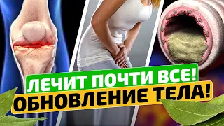 Даже артрит и мокрота этого боится! Цистит, иммунитет и даже... Лавровый лист применение