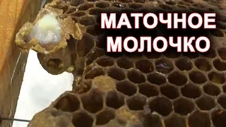 Маточное молочко. Какое на вкус?