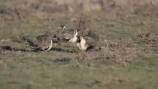 Greater Sage-Grouse lekking near Walden, CO