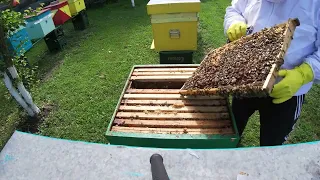 🐝🌞Salcamul s-a terminat SURPRIZA CE AM GASIT IN STUPI, oare cum sa procedez  SA MAI FAC ROIURI ? 🐝🌞