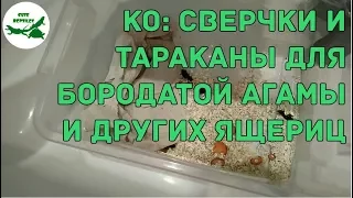 КО: сверчки и тараканы для бородатой агамы и других ящериц