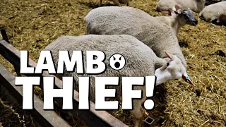 WHY DO SHEEP TRY TO STEAL LAMBS THAT AREN'T THEIRS? (DAY 15): Vlog 277