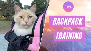 Get Your Cat Used To The Backpack FASTER With These 5 Tips