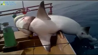 Top 5 Biggest Sharks Caught!!!!