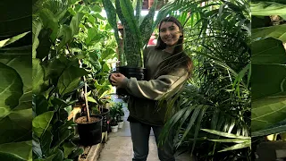 Whole Day Plant Adventure | Houseplant City Tour