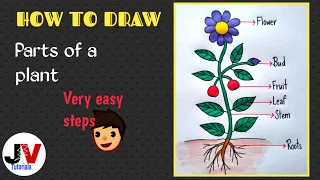 Parts of a plant diagram/draw well labelled diagram of parts of plant/parts of a plant diagram