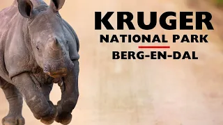 Under The Wire | Kruger National Park | Berg-En-Dal               #krugernationalpark #safari #rhino