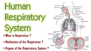 Respiratory System | Organs of the Respiratory System | Mechanism of Respiration