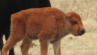 Wanuskewin Baby Bison Announcement