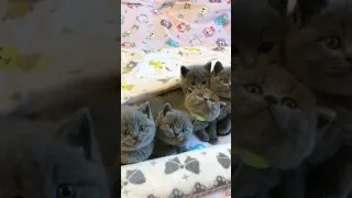 OMG! So Cute CatsKittens ♥ Best Funny Cat Videos  Amazing Kitten's Moments Videos #Shorts # 91