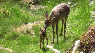 Video journal - 14. mai 2024 - rådyr mor med føllet - 2