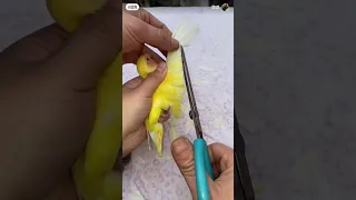 cutting bird wings