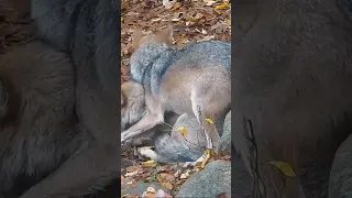 Wolf Wakes Her Sister With Forceful Hug #donkey #dog #funny #youtubeshorts #shortvideo #shorts