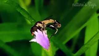 a species of hoverfly || Nature's sign