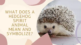 What Does a Hedgehog Spirit Animal Mean and Symbolize?