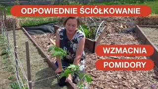 Pomidory Bez Zarazy, Piękne I Zdrowe Dzięki Ściółce